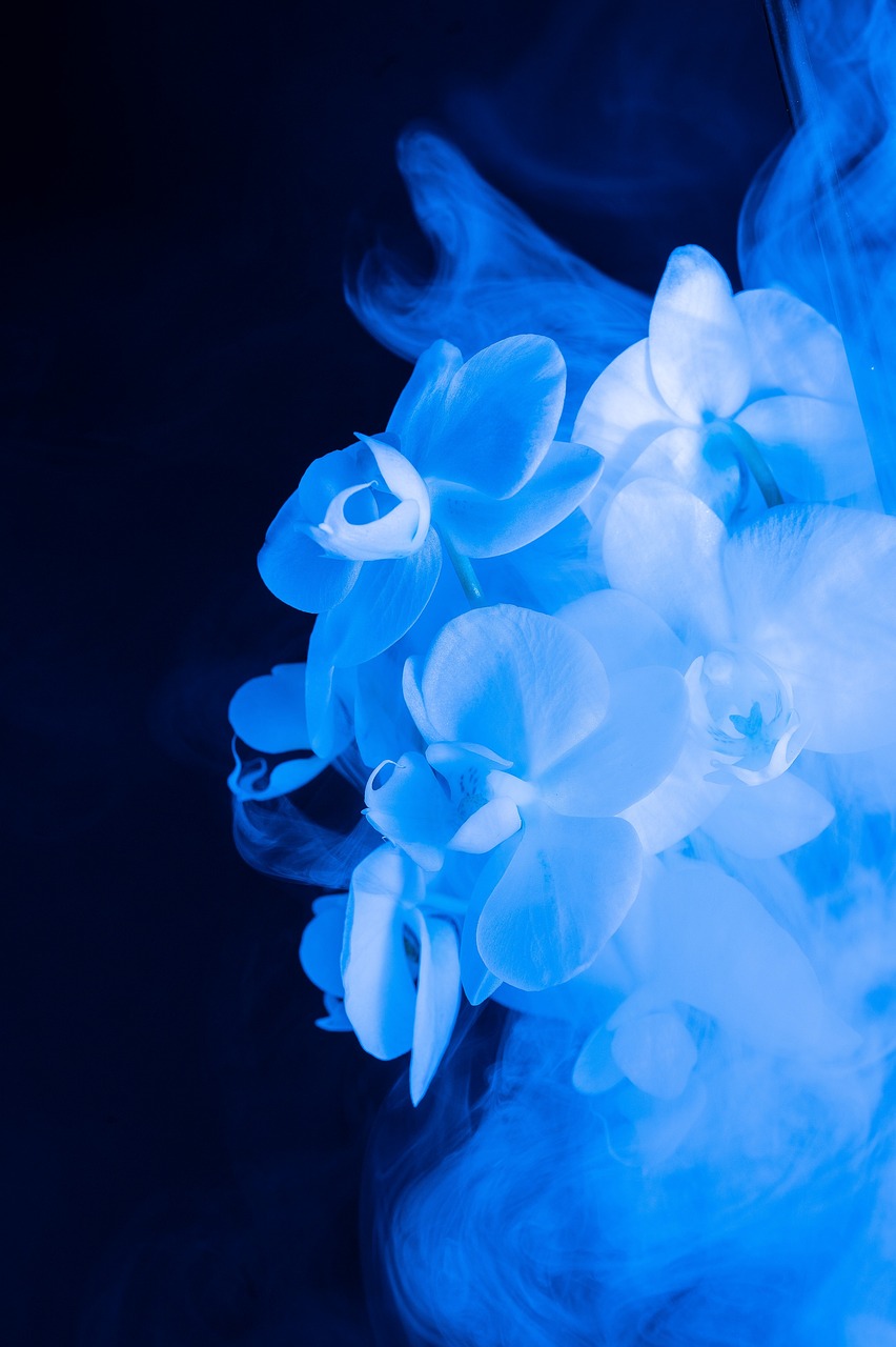 pexels-photo-1672322-1672322 floral, flower wallpaper, flower background, abstract, flower, colorful, blue, beautiful flowers, fantasy, smoke, nature, dream, blue flower, blue abstract, blue fantasy, blue smoke, blue dream