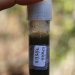 Fecal sample collected for analyzing sifaka genetics.