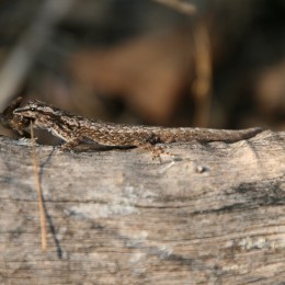 Girdled Lizard (Tracheloptychus madagascariensis), photo credit: Rebecca Lewis