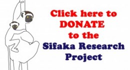 sifaka donate image from Chris