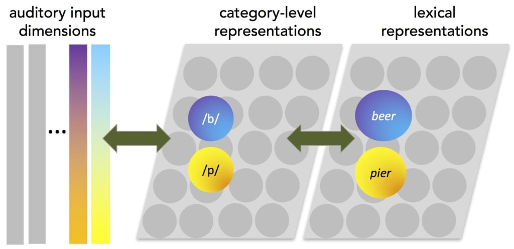 Graphic representation of relationship between auditory input dimensions, category-level representations and lexical representations