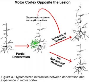 neuronline